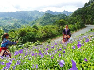 Cát cánh là cây gì mà hoa nở đẹp như phim, khổ là dân nơi này ở Lào Cai trồng không biết bán cho ai?