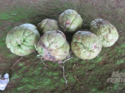 Kỹ thuật trồng su su lấy ngọn theo hướng VietGAP