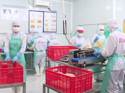 Ở Lâm Đồng trồng khoai lang ra củ ngon chủ yếu bán ra nước ngoài, nước nào mua nhiều nhất?