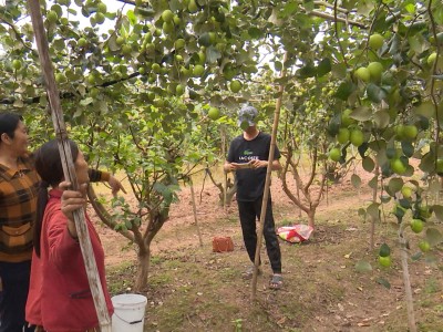 Trồng loại táo quả to bự, ra trái không kịp cản, nông dân Thái Bình hễ hái là bán hết sạch