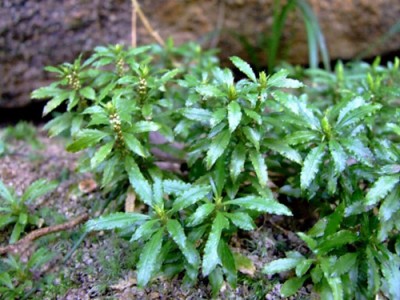 Cây thông đất có công dụng gì mà có trong Sách Đỏ, cần bảo tồn gấp ở Việt Nam?