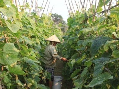 Thanh Hóa: Dưa chuột sạch lãi gấp 4 lúa
