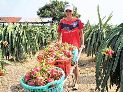 Không biết Trung Quốc mua thanh long để làm gì, Long An không dám kêu gọi nông dân trồng