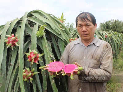 Vụ bảo hộ giống thanh long ruột đỏ LD1: Căng thẳng đến phút cuối cùng, việc hài hòa lợi ích có đạt được?