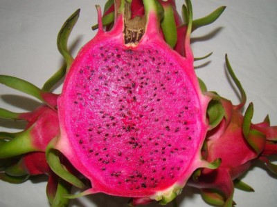 Trồng thanh long ruột tím hồng xuất khẩu châu Âu