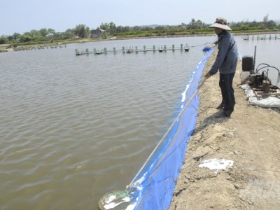 Thấp thỏm nuôi tôm khi nắng nóng cao độ