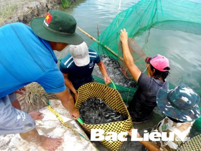 Loài cá này ở miền Tây tăng giá đột biến, ngành chức năng phát đi cảnh báo