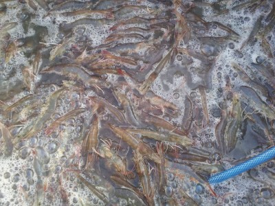 Phương pháp chọn tôm giống tốt để vụ nuôi thành công