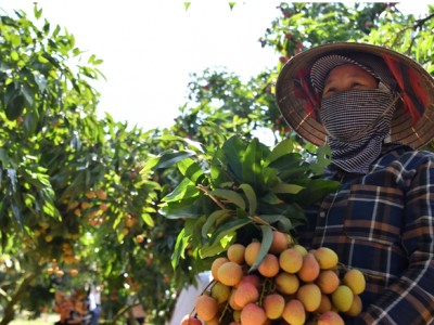 Lần đầu tiên: Nông dân Bắc Giang sẽ được hướng dẫn livestream, chốt đơn bán vải thiều