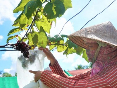 Sóc Trăng: Lạ mà hay, chị nông dân U50 táo bạo trồng nho trên đất nhiễm mặn và cái kết bất ngờ