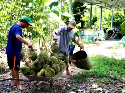 Làm trái cây nghịch vụ có đi vào “vết xe đổ” của chính vụ?