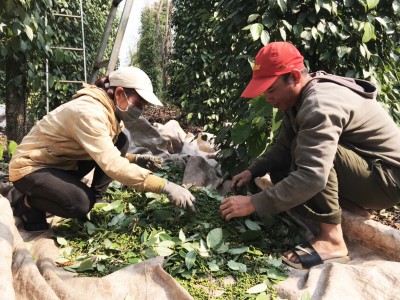 Đắk Lắk: Hồ tiêu chín đỏ, hạt rụng vung vãi, vừa thuê được người hái đã bị nhà khác 
