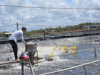 Giá thức ăn chăn nuôi tăng thêm 50.000 đồng/bao, giá vật nuôi giảm thêm, nông dân càng nuôi càng lỗ