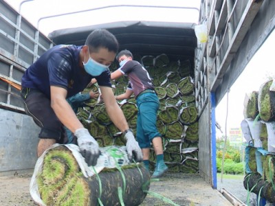 Làng hoa Sa Đéc hối hả phục hồi sản xuất sau dịch Covid-19