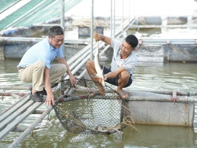 Vượt khó từ nuôi cá tầm lồng trên sông