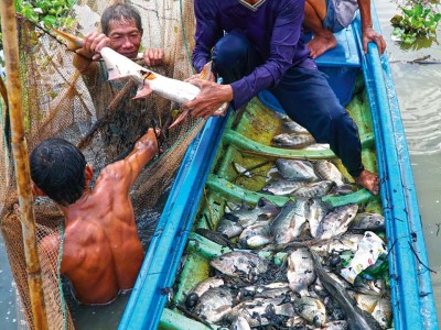 Loài cá gì dân Cà Mau bắt lên được nhiều nhất khi rủ nhau đi dỡ chà trên sông?
