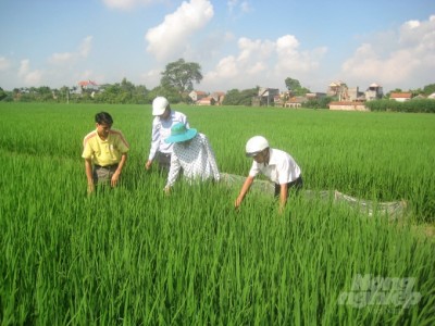 Phòng chống bệnh đạo ôn lúa, khó mà dễ