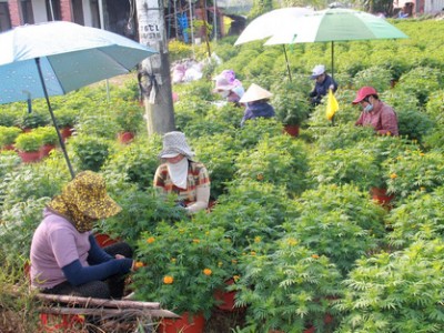 Bến Tre: Nhiều nơi kêu hoa Tết ế ẩm, ở đây dân đã bán hết tự bao giờ, kể cả vườn 2.000 chậu hoa giấy