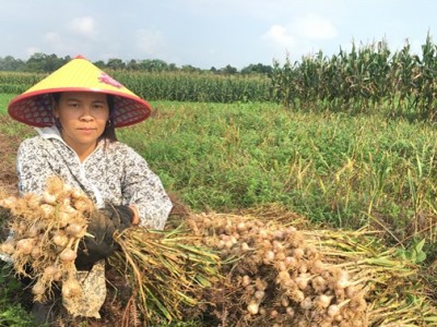 Bên sông Ngàn Sâu, trồng tỏi tía có mùi thơm đặc biệt, nông dân Hà Tĩnh bán giá 1.000-2.000 đồng/củ