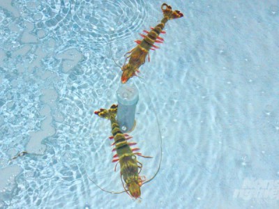   Mặn giảm, Bến Tre khuyến cáo người nuôi tôm khôi phục sản xuất