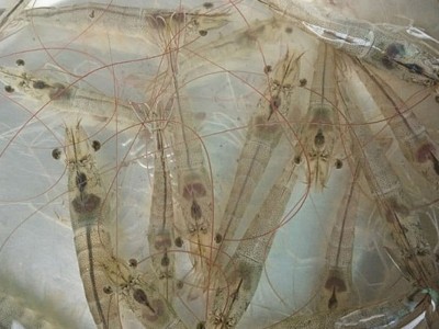 Tôm bị sưng gan: Phát hiện nhanh – Ra tay đúng cách