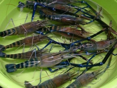 Thu nhập hàng trăm triệu đồng từ mô hình nuôi tôm càng xanh toàn đực