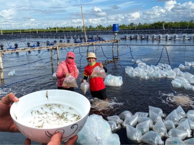 Thả giống tôm: Từ kỹ thuật đến chiến lược tối ưu vụ nuôi