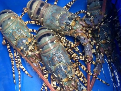 Trung Quốc xếp tôm hùm bông vào nhóm động vật hoang dã nguy cấp cần bảo vệ, xuất khẩu gặp khó