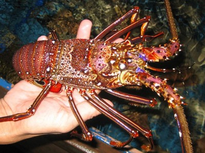 Phân biệt tôm càng đỏ, tôm hùm đất và tôm hùm đỏ: Loài xâm hại và tài nguyên bản địa