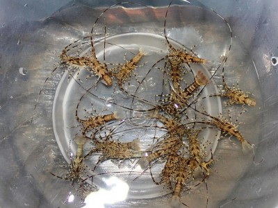 Phú Yên: Khuyến cáo thả nuôi giống tôm hùm có chứng nhận kiểm định