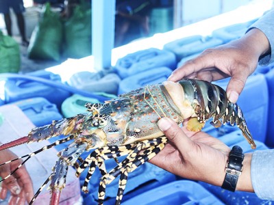 Thứ tôm hảo hạng nuôi ở Khánh Hòa to bự lắm rồi, vì sao người nuôi gọi ời ời mà thương lái không 