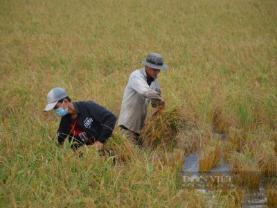 Cà Mau: Nông dân hào hứng vào nhóm trồng lúa nuôi tôm, chả phải lo đầu ra lại nhanh khấm khá