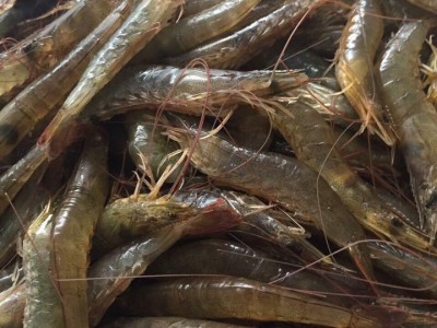 Trung Quốc triển khai Lệnh 248, 249, xuất khẩu thủy sản Việt Nam làm thế nào để thích ứng?