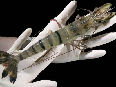 Kỹ thuật đa bội trong sản xuất giống thủy sản