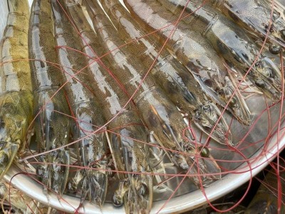 Cần làm gì để phòng ngừa bệnh TPD lúc này?