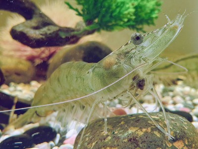 Thức ăn cho nuôi tôm trong tương lai