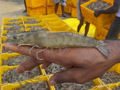 Bạc Liêu: Thận trọng thương lái ép giá tôm