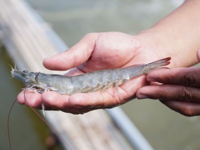 Cung cấp gì cho tôm để hỗ trợ hấp thu tốt?