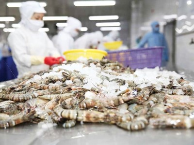 Xuất khẩu tôm tăng trưởng mạnh nhưng có thể chững lại