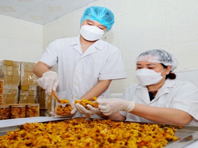 Vườn trồng la liệt thứ cây ra hoa vàng, ông chủ ở Vĩnh Phúc hái nụ, hái hoa đem sấy bán đắt như vàng