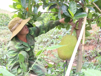 Trang trại 100.000 cây mít, sầu riêng chuẩn quốc tế trên đất Kon Tum