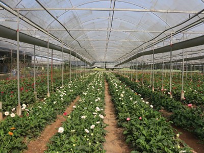 Choáng ngợp một trang trại ở Hà Nội mỗi năm hái 600 tấn rau hữu cơ, doanh thu 100 tỷ đồng