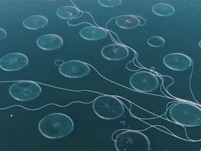 Khả quan mô hình nuôi cá giò trong lồng tròn HDPE