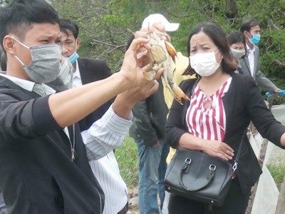 Nuôi cua gạch to bự trong đầm phá, nông dân TT-Huế, bán đã nhanh mà thu lãi gấp đôi so với nuôi cua thịt