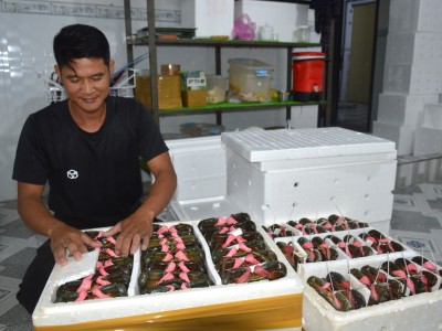 Nghịch lý: Giá cua Cà Mau cao hay thấp, bán nhiều hay ít là do vựa ở biên giới quyết định