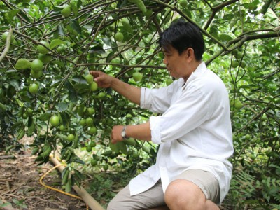 Đồng Tháp: Chanh không hạt đột ngột tăng giá gấp đôi, nông dân hối hả hái bán, thương lái hối hả mua