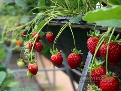 Trồng dâu tây bằng công nghệ IoT ở Đà Lạt, nông dân thu hoạch cả trăm kg, bán giá 300.000-500.000 đồng/kg