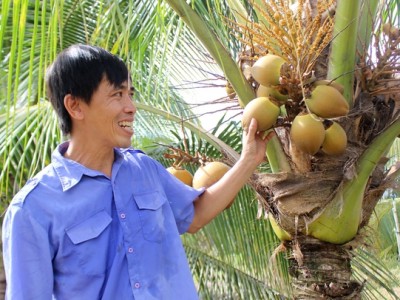 Bỏ lúa trồng dừa, ở giữa đào mương nuôi cá, nhà nông Bình Chánh thu lãi 300 triệu đồng