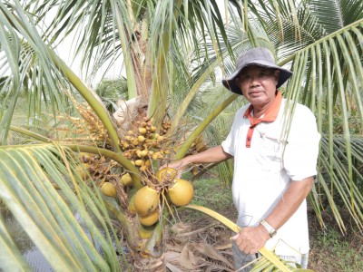 Trồng thứ dừa xiêm đã lùn lại còn ra trái đỏ, ông nông dân Long An nói lãi gấp 2-3 lần so với trồng lúa
