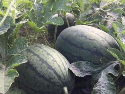 Trồng dưa xen canh lúa, ai ngờ nông dân ở Kiên Giang, cùng một ruộng, nông dân thu được nhiều tiền hơn